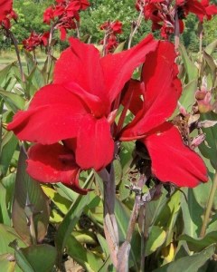 Canna Red Dazzler 5